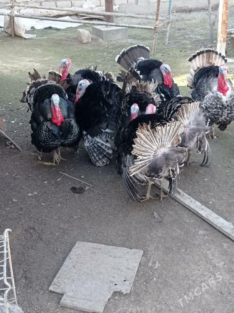 induklar - Гёкдепе - img 1