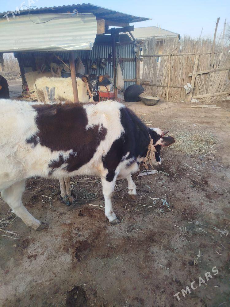 tuwe - Бабадайхан - img 1