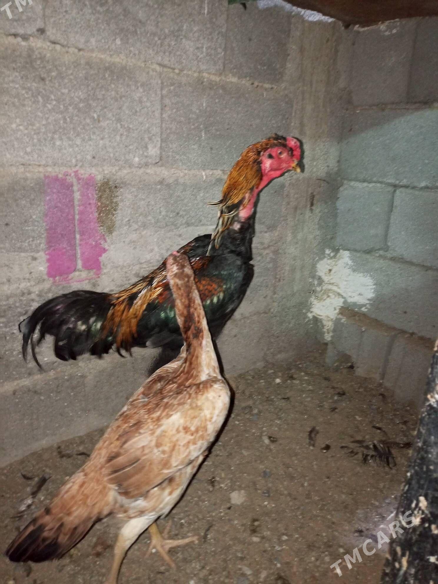 horaz - Çoganly - img 1