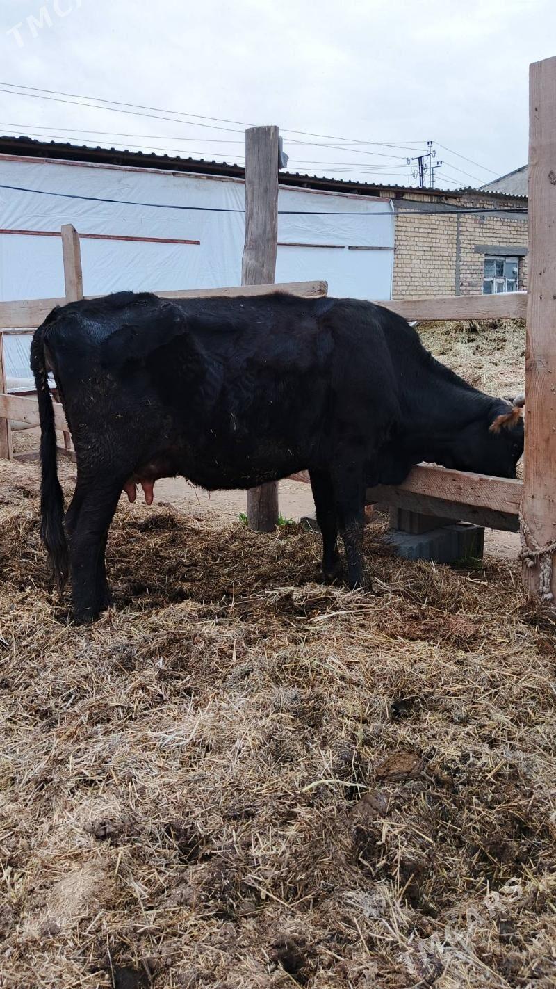 Sygyr - Гёкдепе - img 1