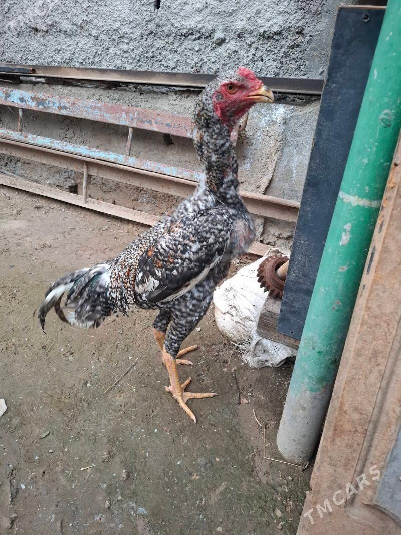 taskent - Ашхабад - img 1