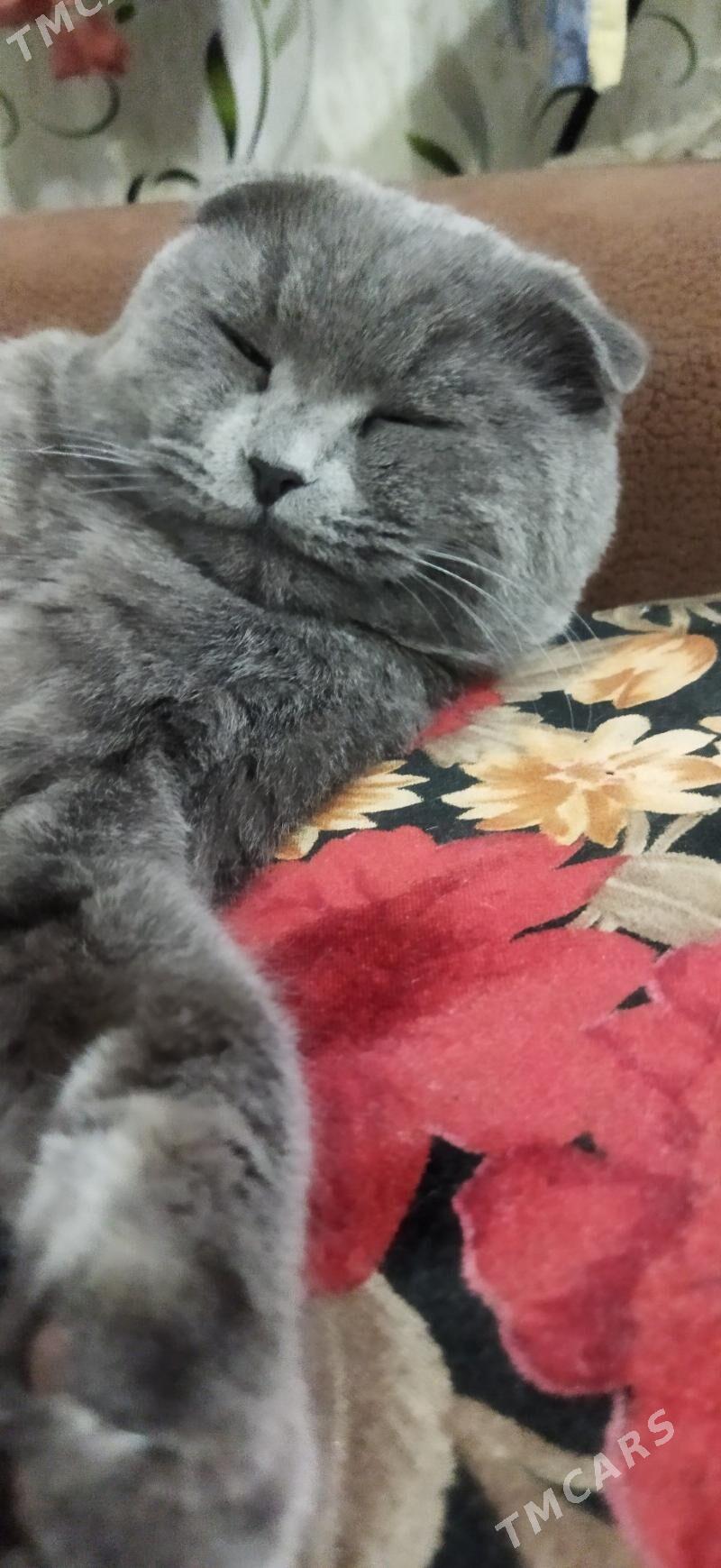 Кот на вязку - Туркменабат - img 1