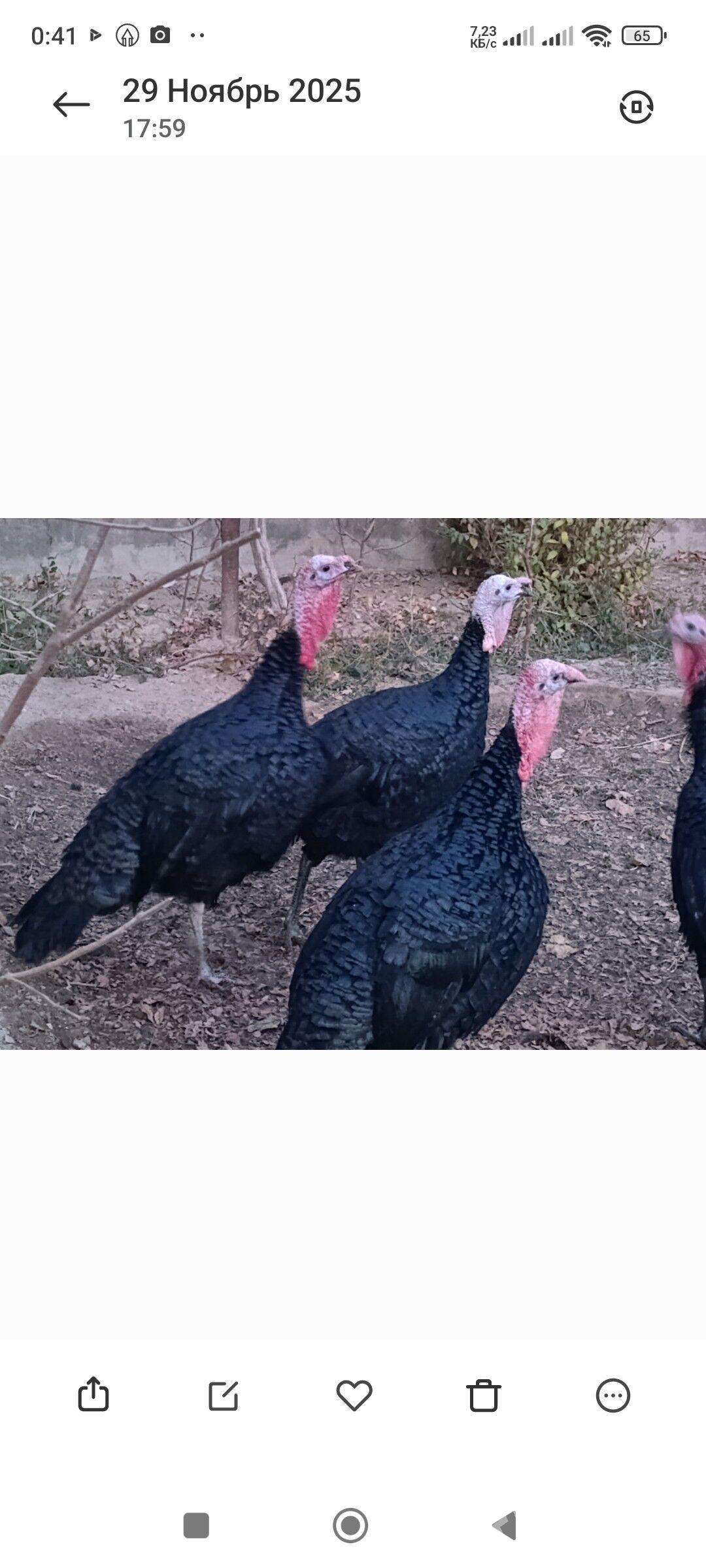 Induk - Мары - img 1