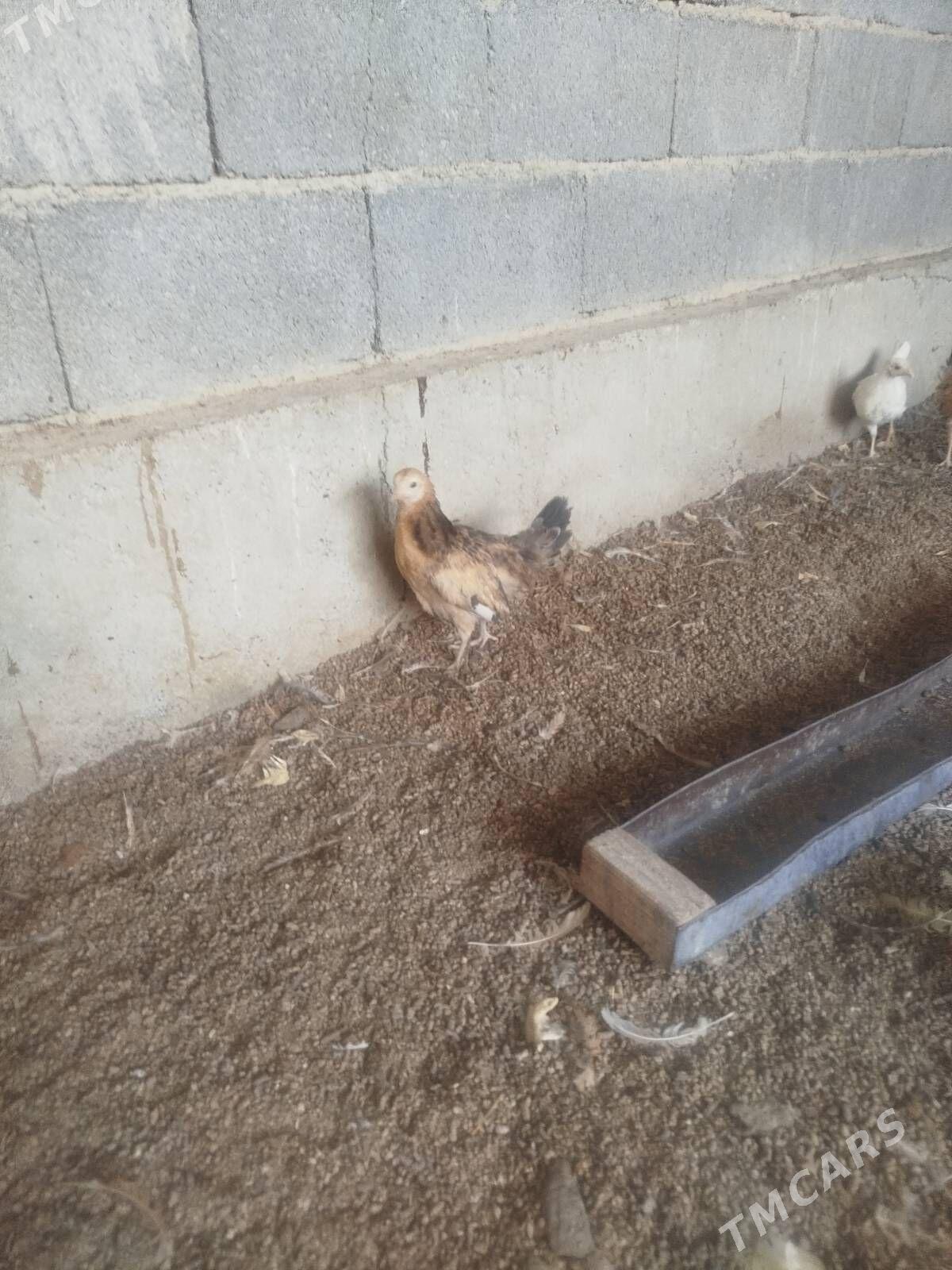 juje - Gökdepe - img 1