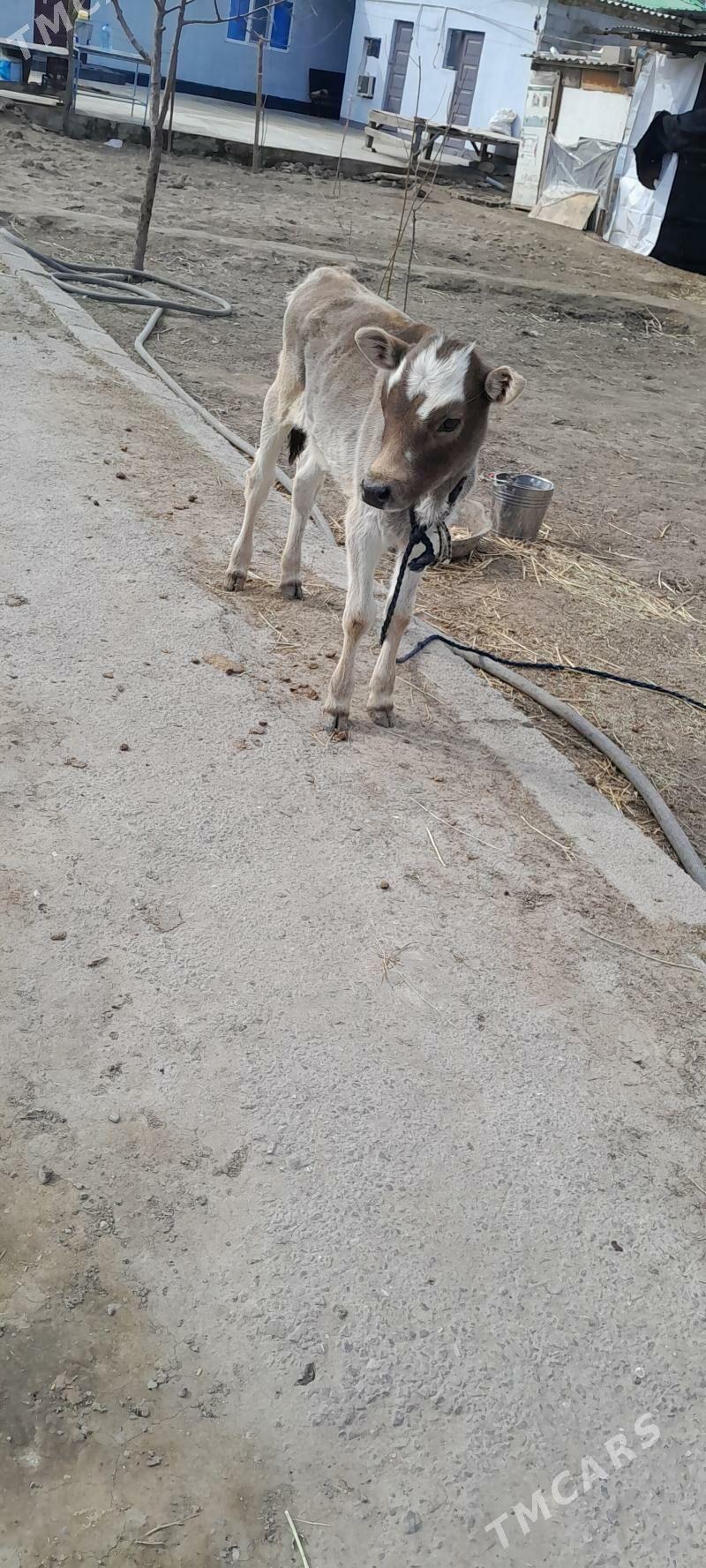 Sygyr goleli - Aşgabat - img 1