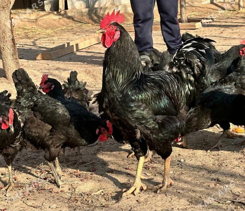 GARA ŞAHZADA ARGINAL ZAT - Köneürgenç - img 1