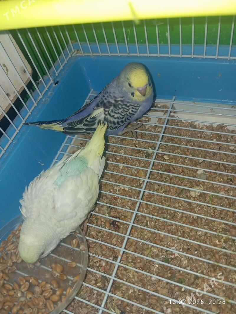 popugay попугай - Мир 7 - img 1