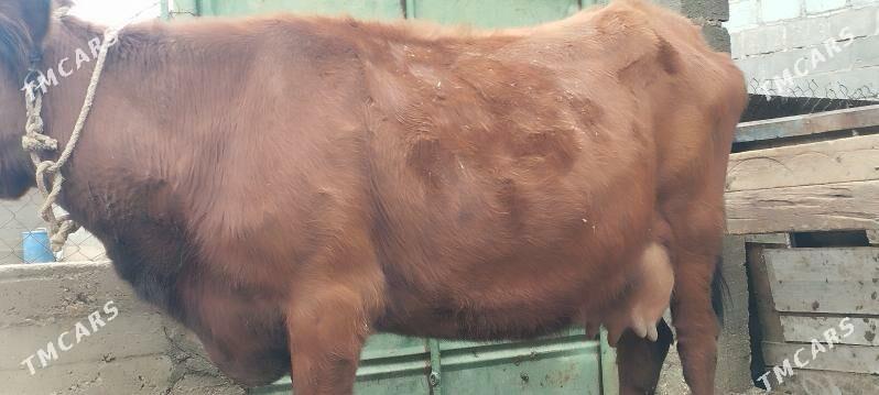 Sygyr - Гумдаг - img 1