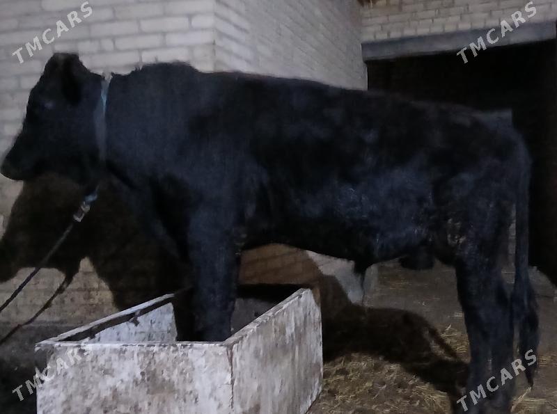 Öküz - Туркменабат - img 1