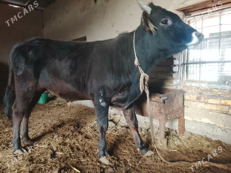 Öküz - Wekilbazar - img 1