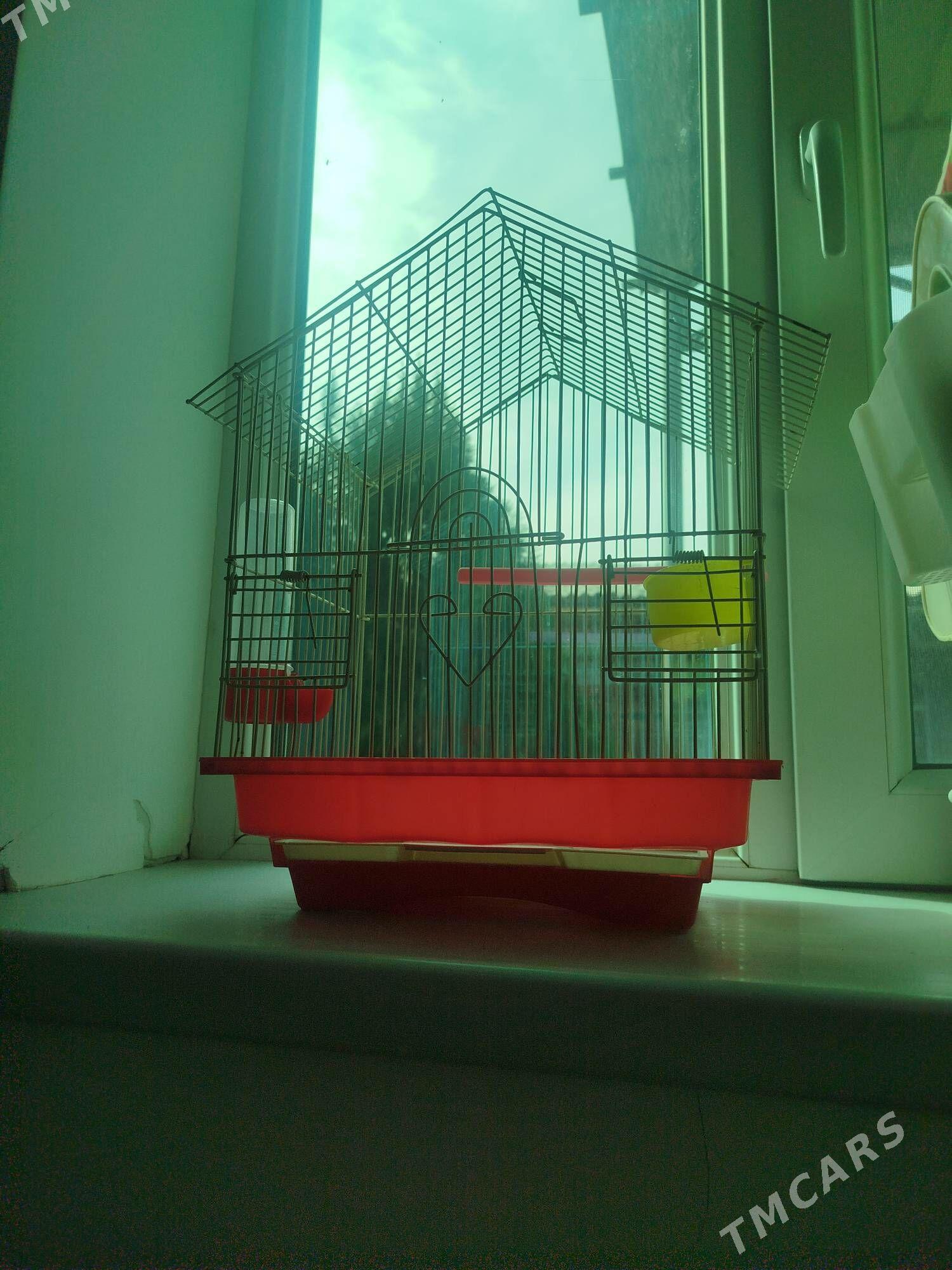 Guş setka - Daşoguz - img 1