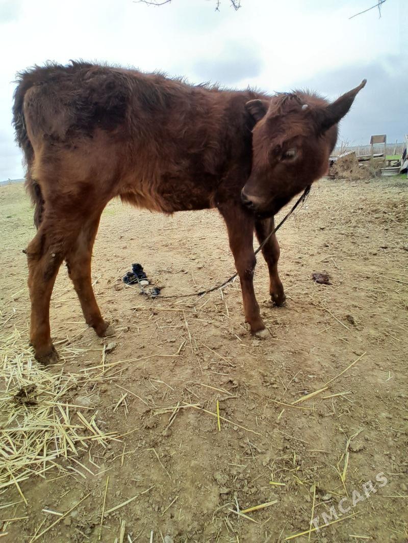 Tuwe - Bagyr - img 1