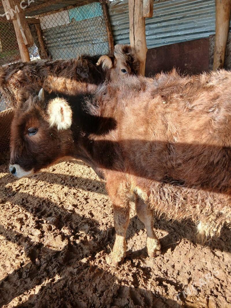 okuzler - Херрикгала - img 1