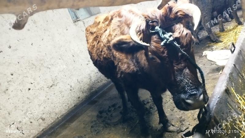 goleli sygyr - Şabat etr. - img 1