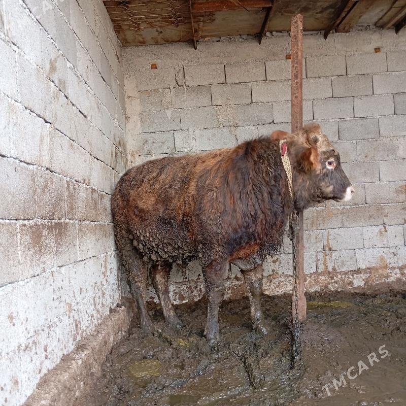 okuz - Кипджак - img 1