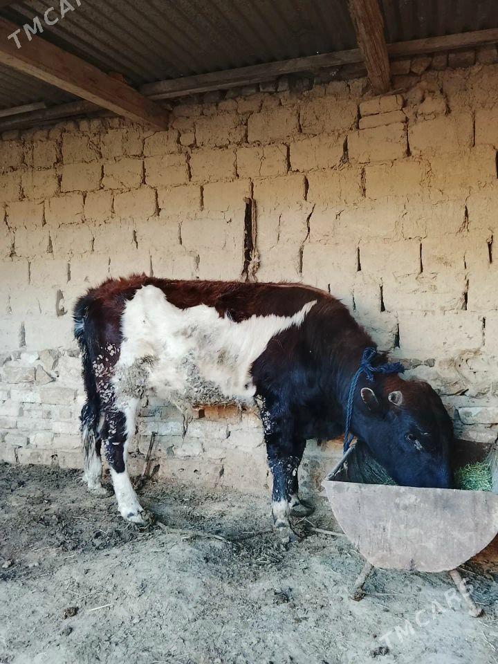 BAKYLAN OKUZ - Бахарден - img 1