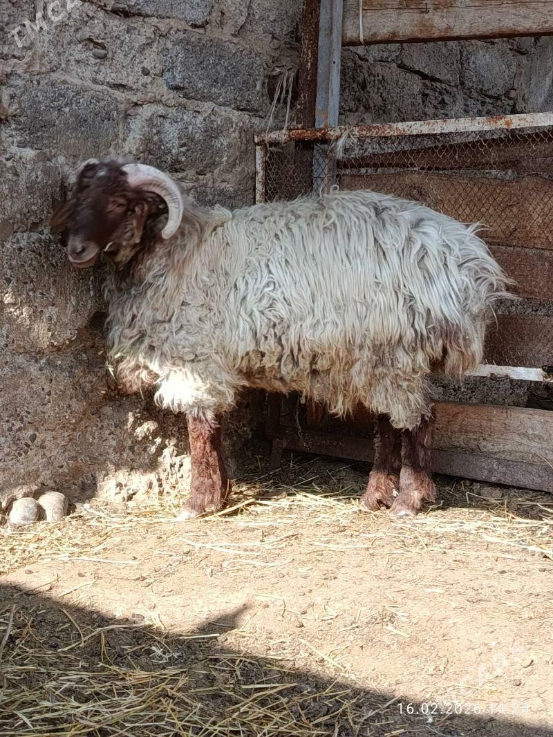 Tokly - Aşgabat - img 1