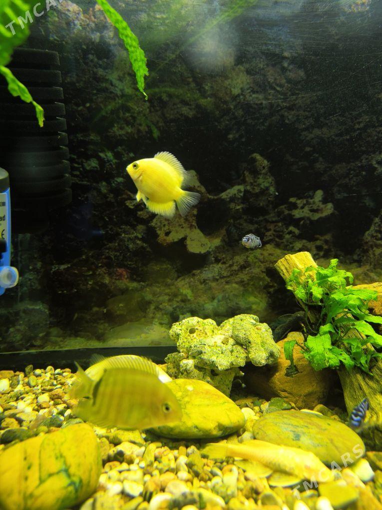 Sewerum - ул. Подвойского (Битарап Туркменистан шаёлы) - img 1