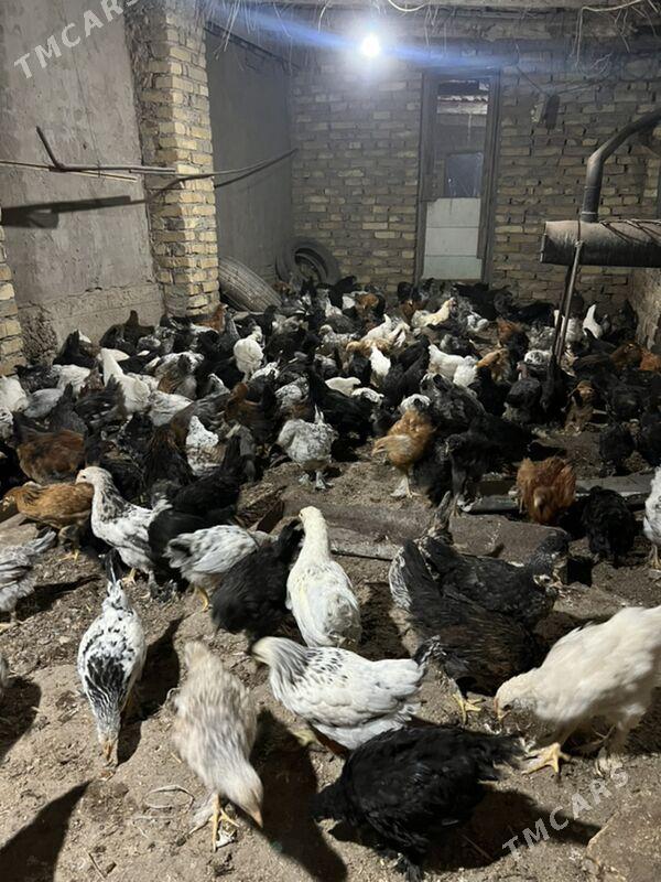 jüyje 4aýdan geçen - Türkmenabat - img 1