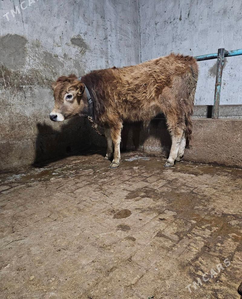 Okuz - Gökdepe - img 1