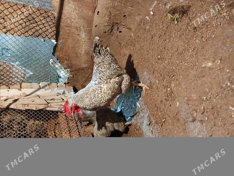 Cil Horaz - Çoganly - img 1