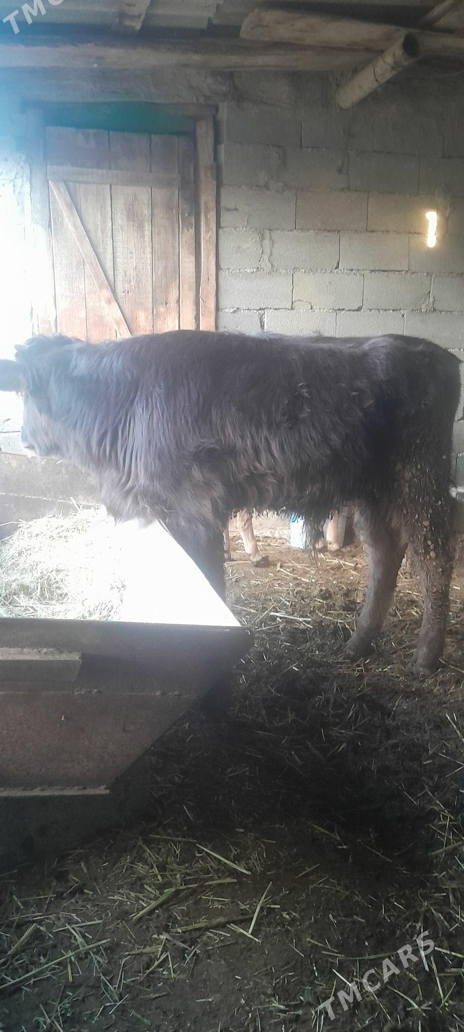 öküz. - Bäherden - img 1