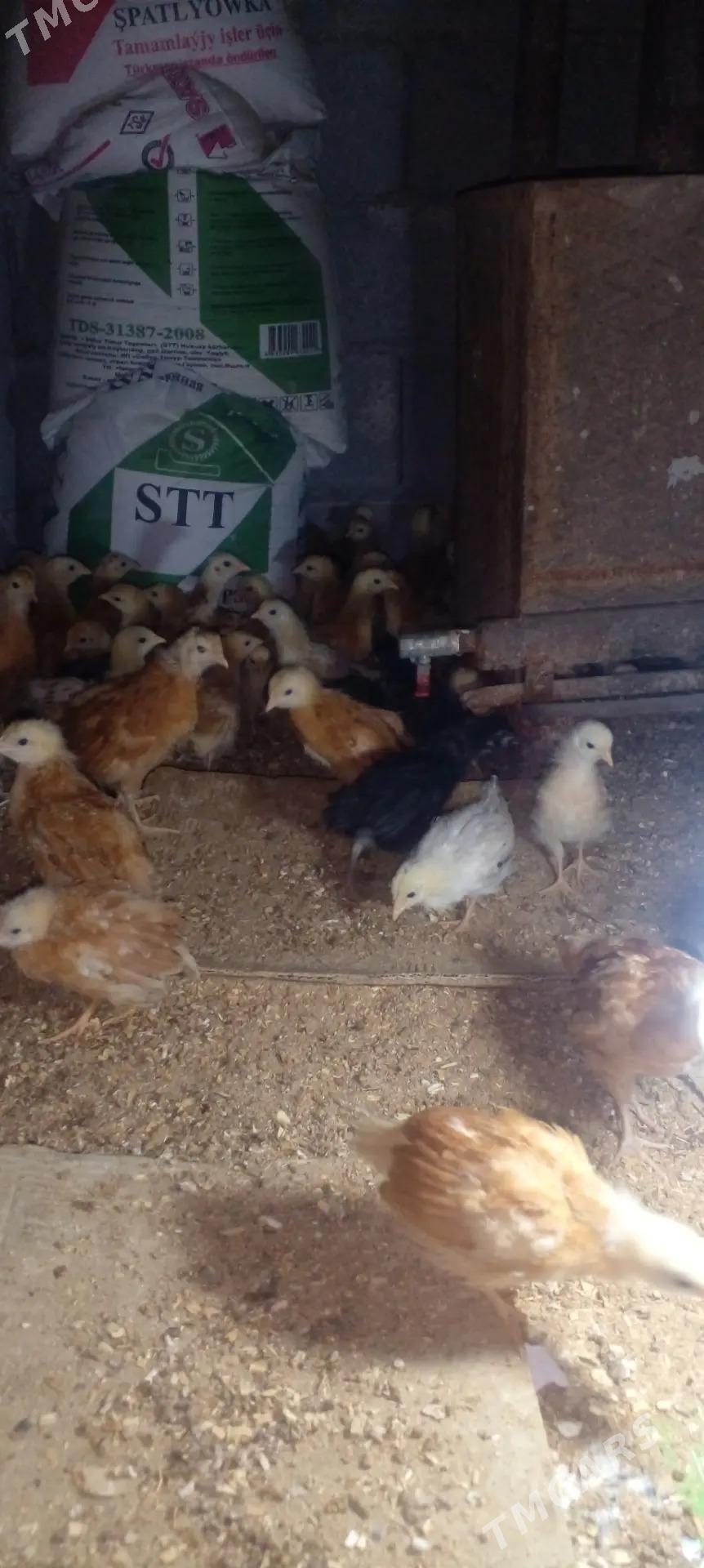 Jüýje - Gurbansoltan Eje - img 1