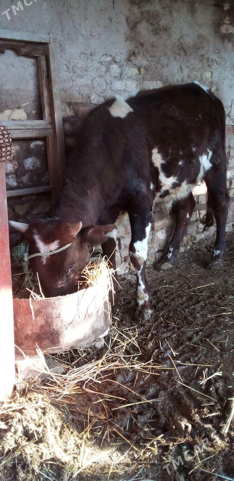 Ökuzler - Türkmenabat - img 1