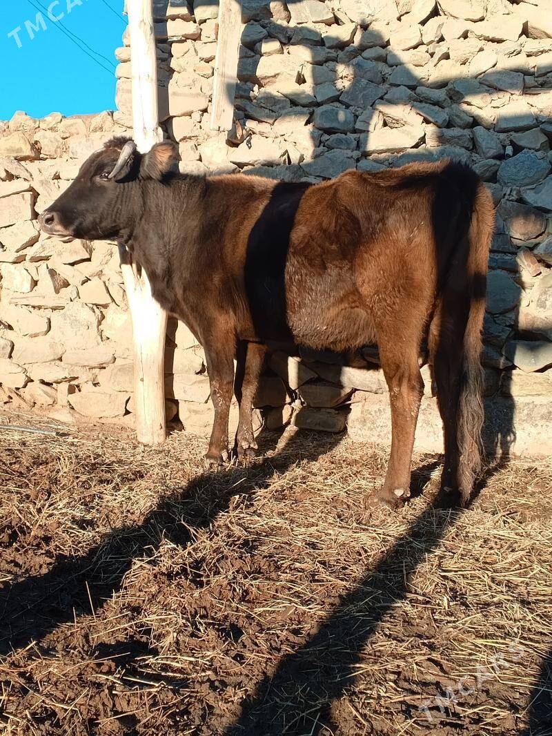 Sygyr - Magtymguly - img 1