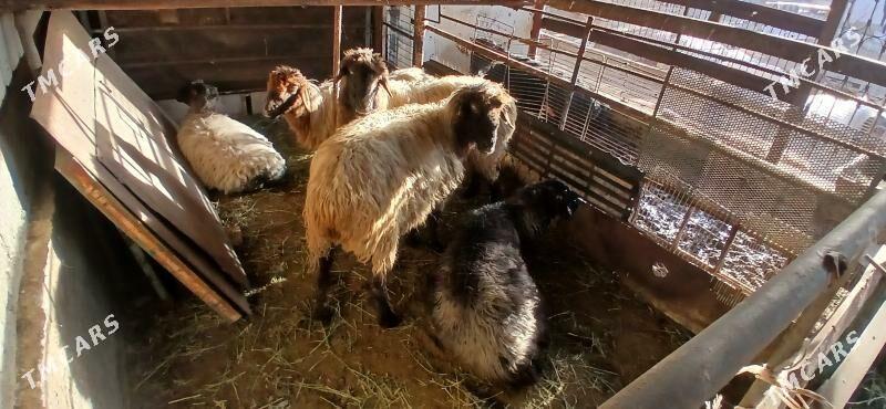 bogaz goýunlar - Büzmeýin - img 1