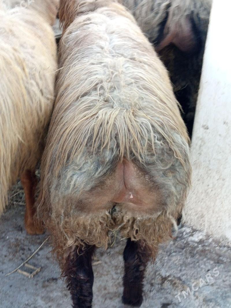 BAKYLGY İŞŞEK. - Ашхабад - img 1