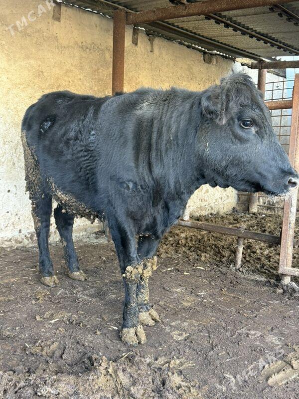 Tuwe çorny piyostr - Büzmeýin - img 1