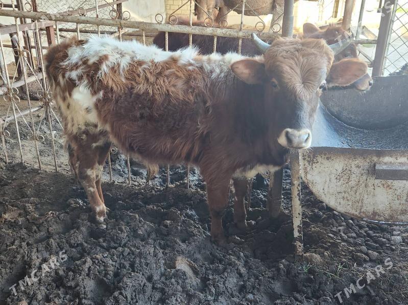 Okuz we tuwe - Чоганлы - img 1