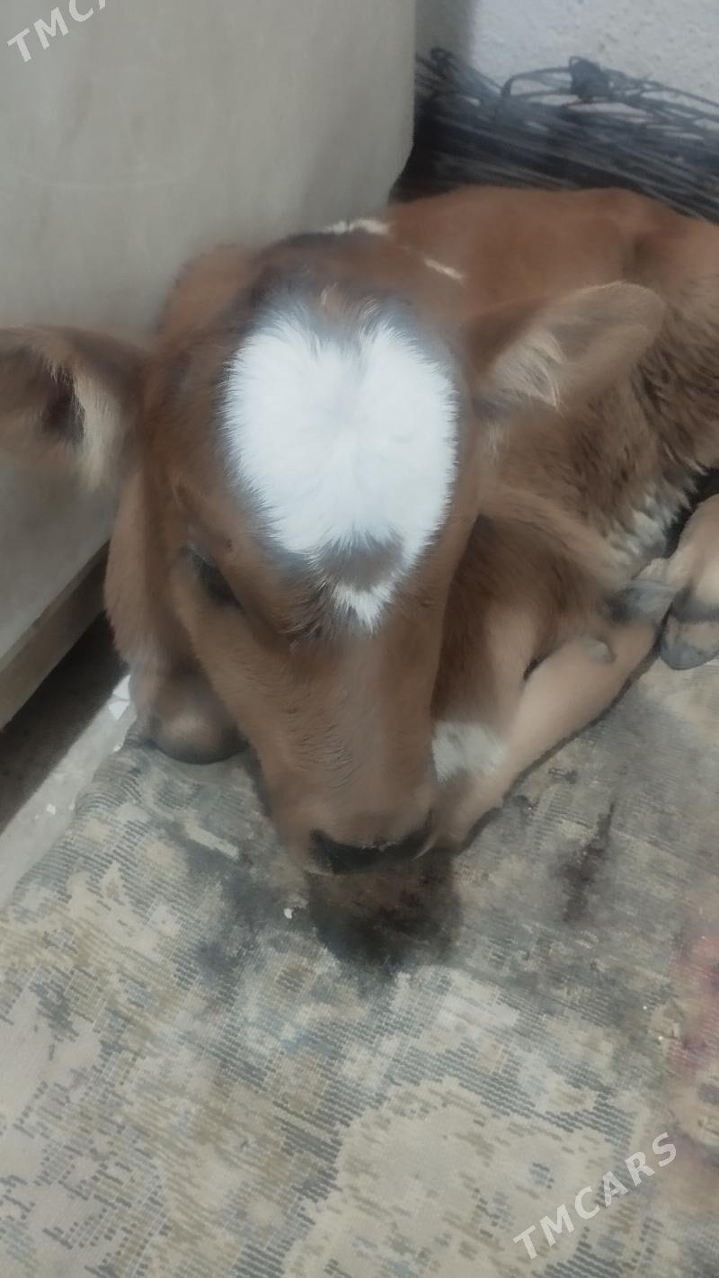 Sygyr göleli - Тязе заман - img 1