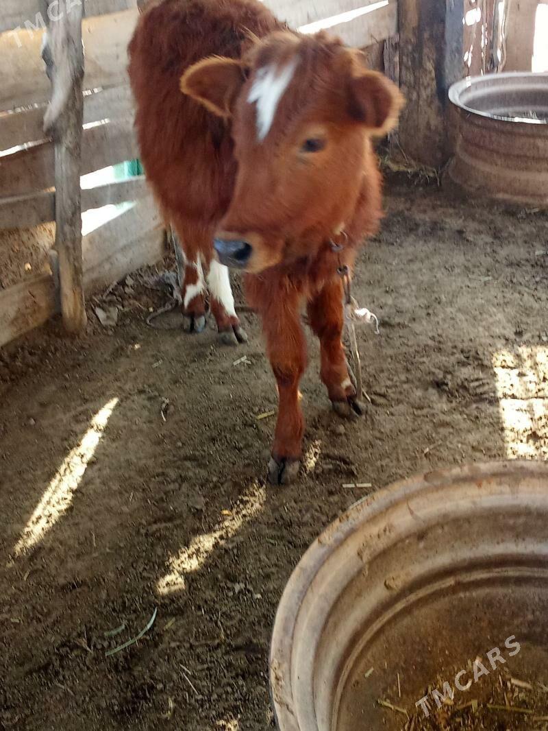 gulajyn göle - Mary - img 1