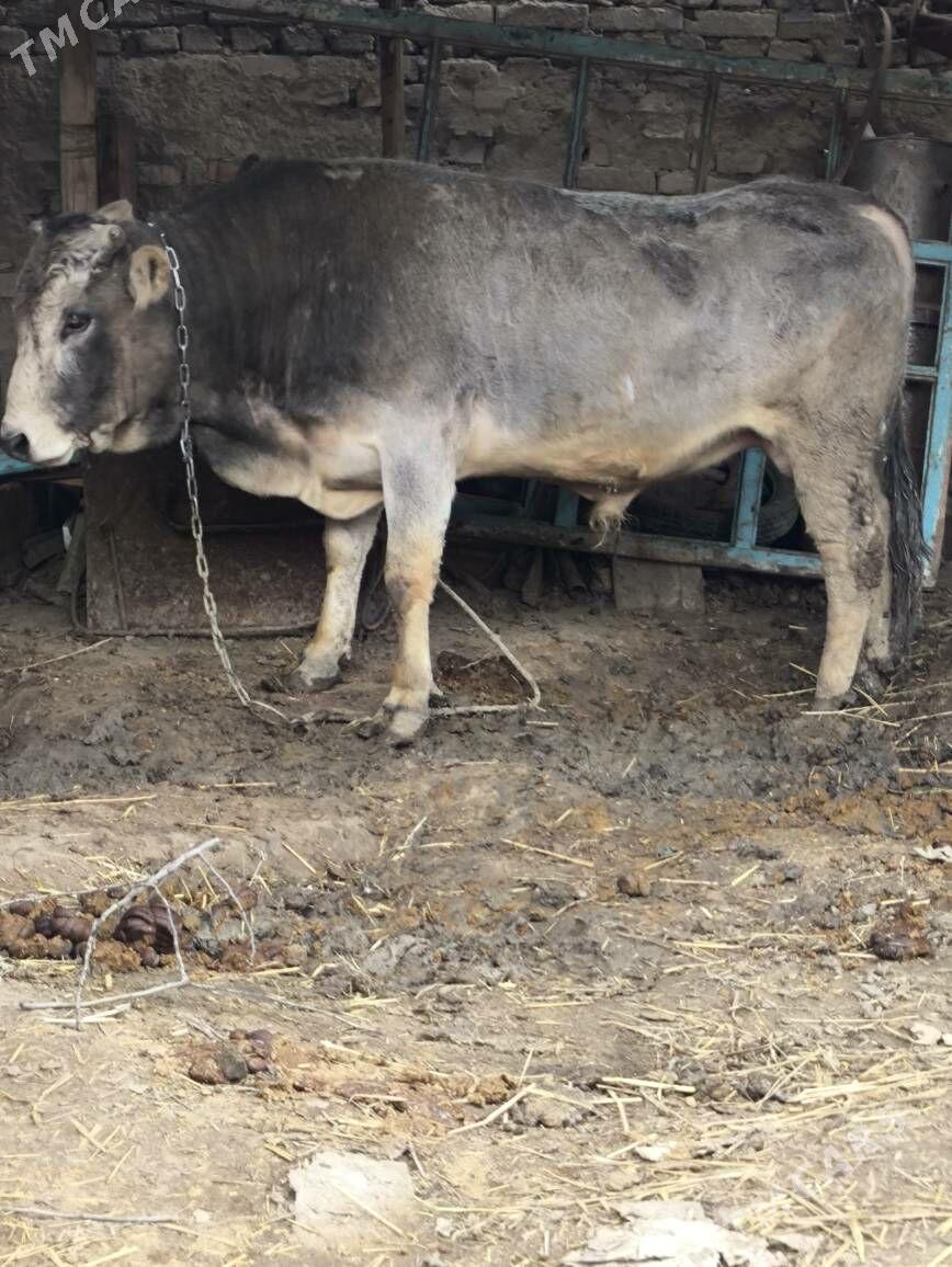 okuz (zubr) - Magtymguly - img 1