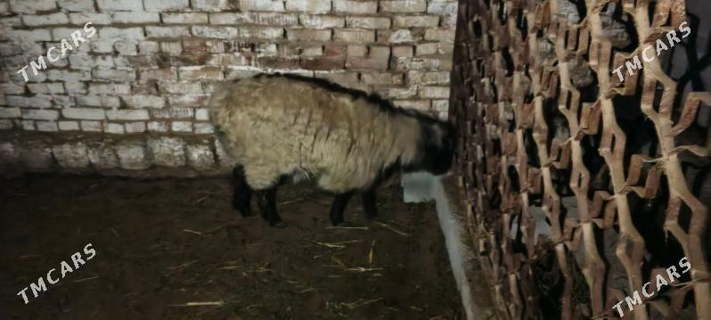 goyun - Gökje - img 1