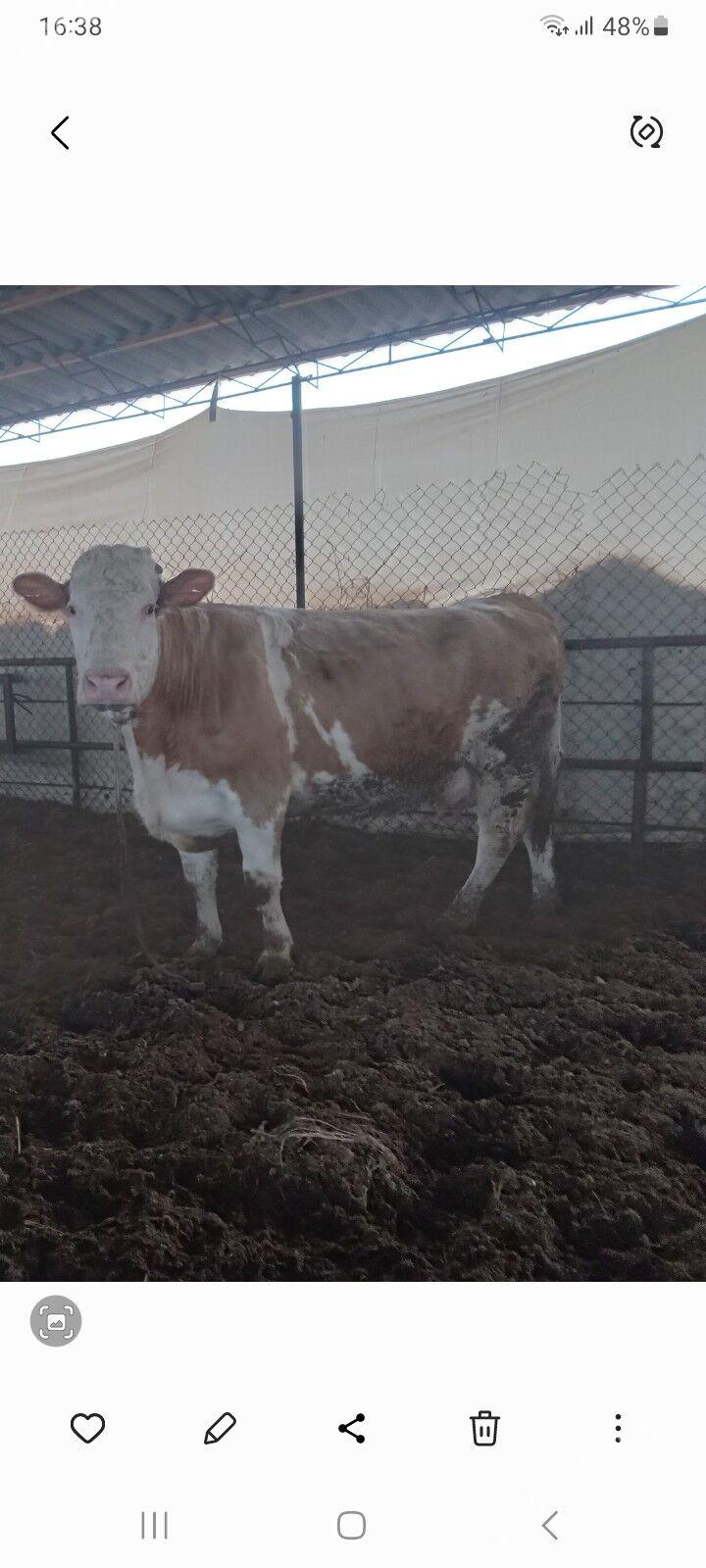 smental sygyr - Чарджоу - img 1