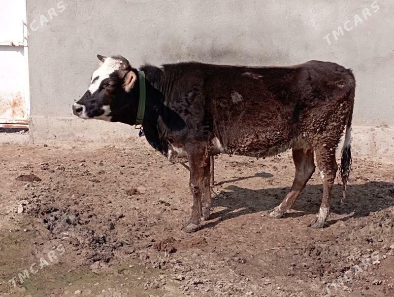 gysyr Sygyr - Гёкдепе - img 1