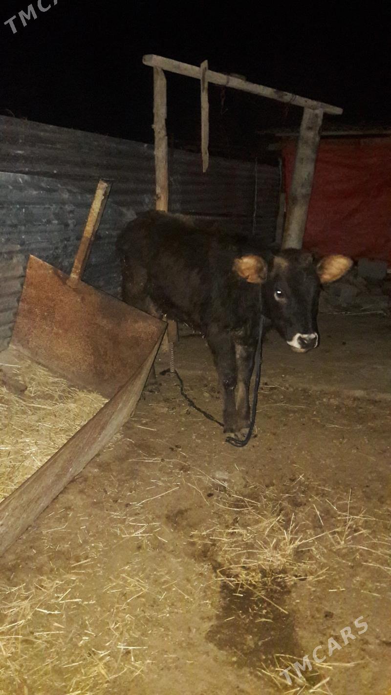 tuwe - Gökdepe - img 1