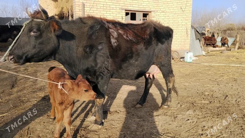 goleli sygyr - Фарап - img 1