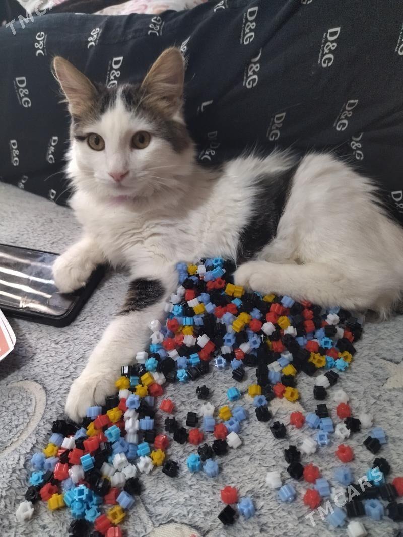 котёнок - Ашхабад - img 1