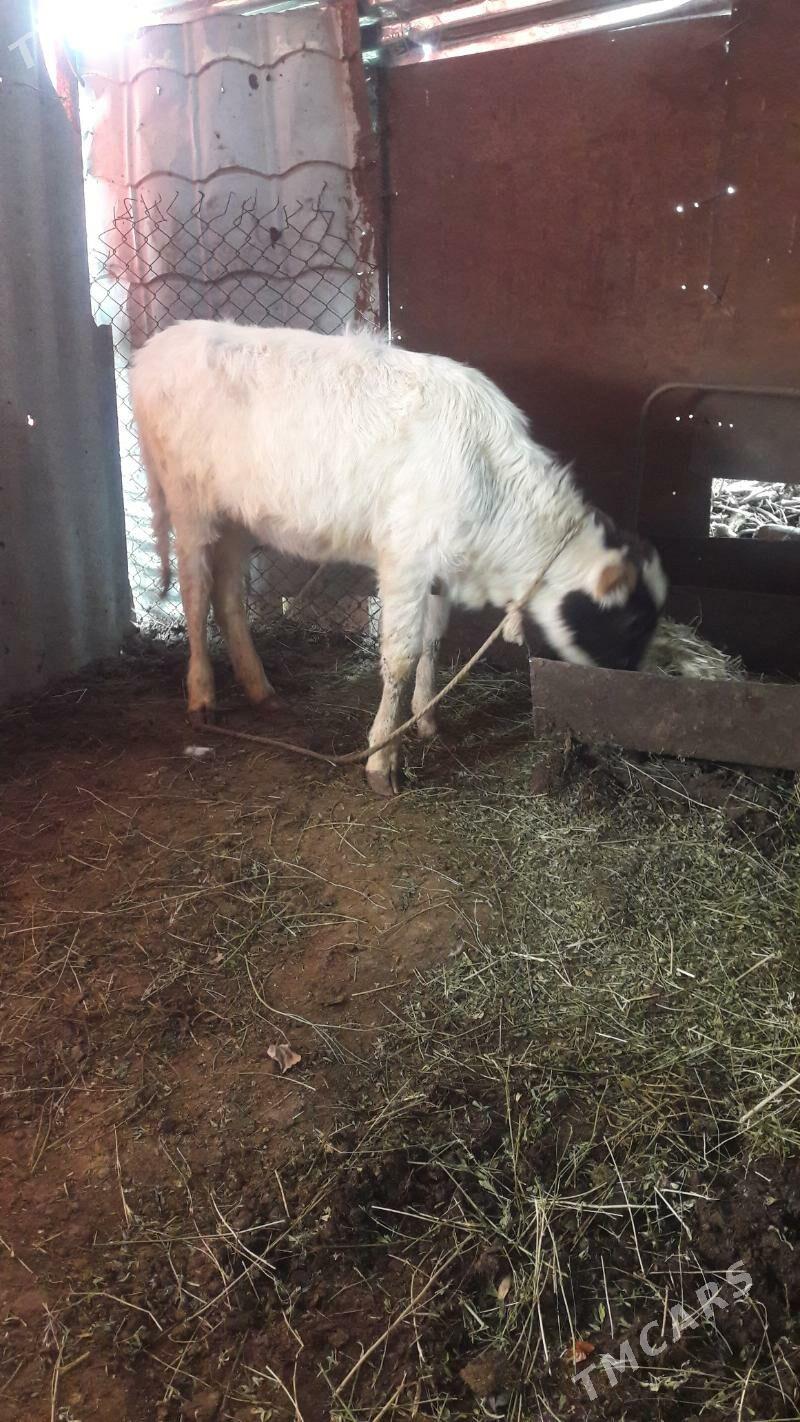 tuwe - Gökdepe - img 1