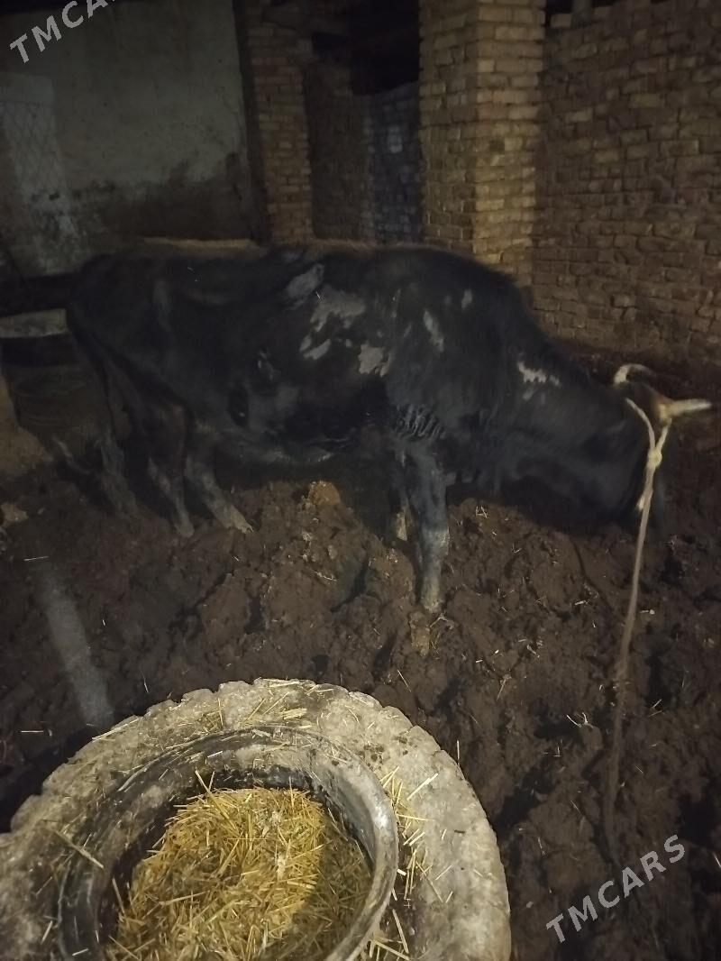 boğaz sygyr - Tejen - img 1