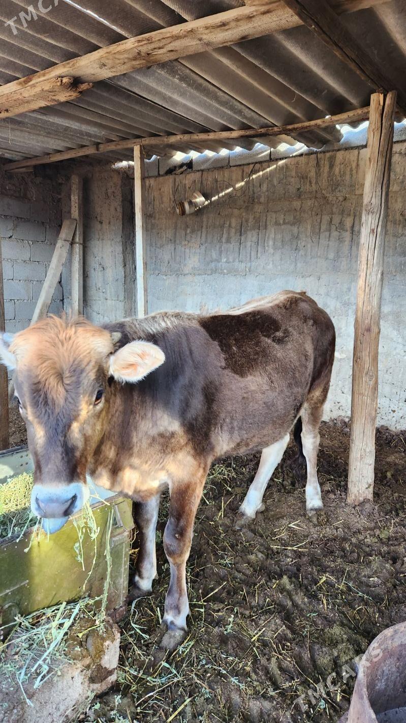 tuwe - Gökje - img 1