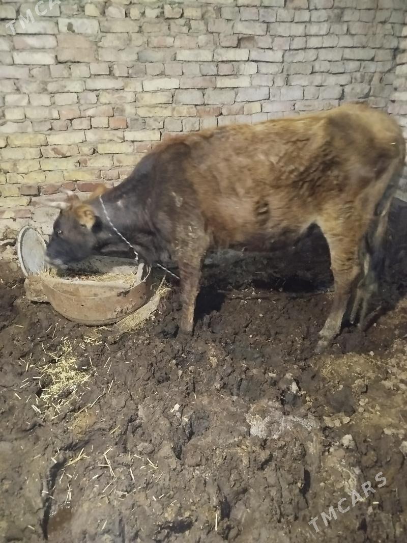 boğaz sygyr - Tejen - img 1