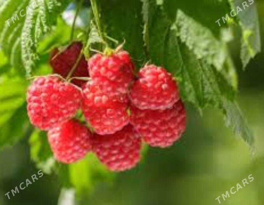 malina nahaly sitili - Magtymguly - img 1