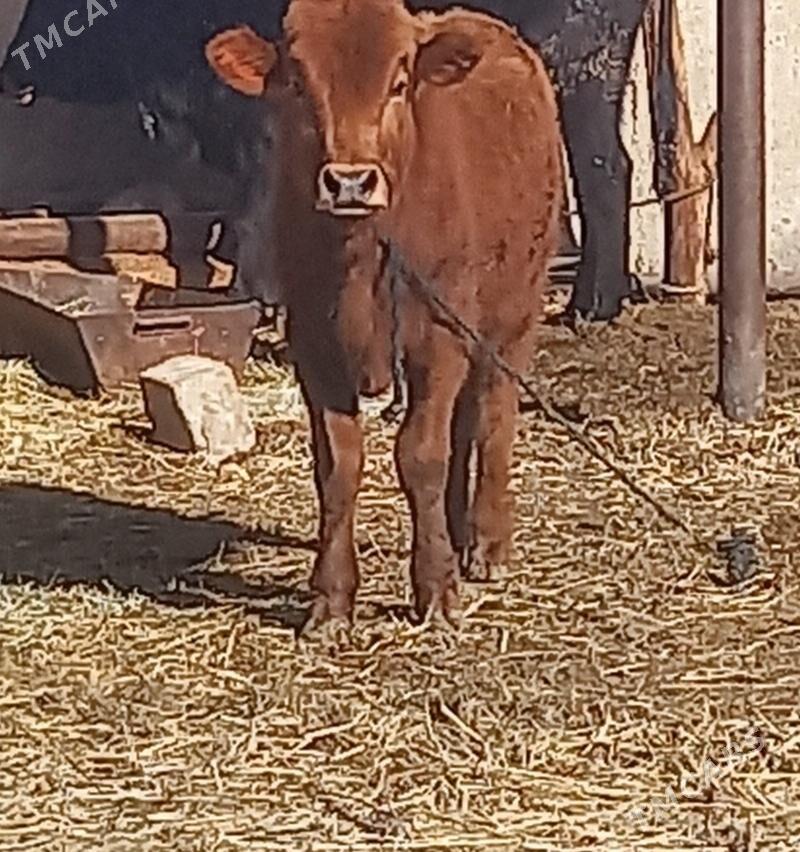 okuz - Babadaýhan - img 1