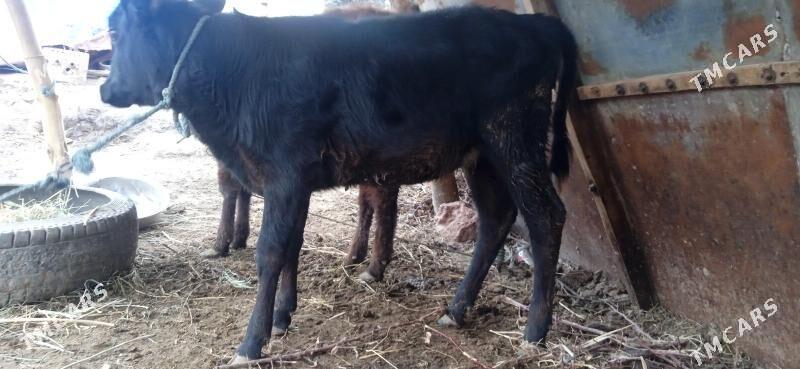 unajynlar - Чарджоу - img 1