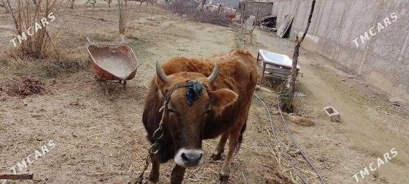 Tuwe - Herrikgala - img 1